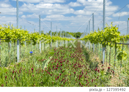 Crimson clover growing in vineyard in South Moravian Region, Czechia 127395492
