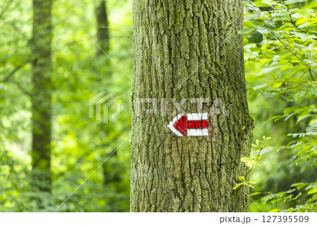 Red and white hiking trail sign pointing left on a tree in a lush green forest in Czechia 127395509