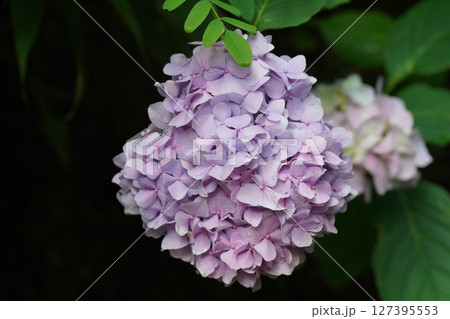 桃色のアジサイ（2023年7月岩手県二戸市浄法寺） 127395553