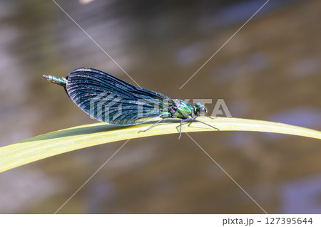Beautiful demoiselle resting on a leaf in Allanche, France Beautiful demoiselle resting on a leaf in Allanche, France 127395644