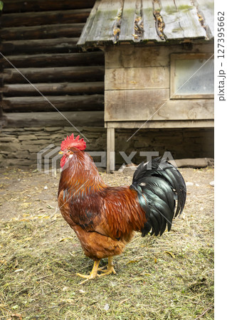 Proud rooster standing near wooden hen house in rural Slovakia Proud rooster standing near wooden hen house in rural Slovakia 127395662