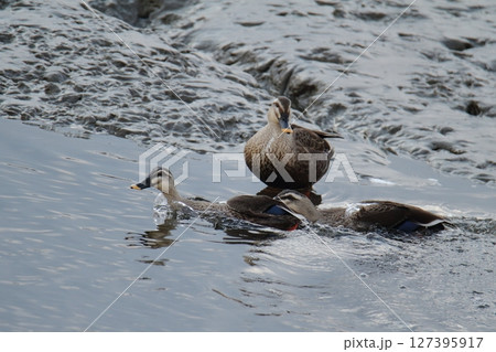 荒尾市　港　野鳥、 127395917