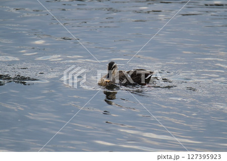 荒尾市 港 野鳥、 荒尾市 港 野鳥、 127395923