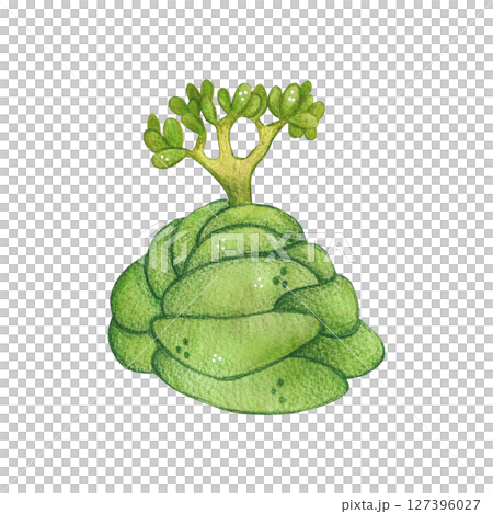 Green plant with fleshy leaves, succulent. Watercolor illustration, hand drawn, cartoon. For scrapbooking, journaling, stickers, printing. Houseplant, garden, exotic Green plant with fleshy leaves, succulent. Watercolor illustration, hand drawn, cartoon. For scrapbooking, journaling, stickers, printing. Houseplant, garden, exotic 127396027