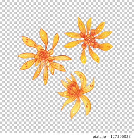 Set of three bright, orange flowers. Watercolor illustration, hand drawn, cartoon. For scrapbooking, journaling, stickers, printing. Houseplant, garden, exotic, blossom, Schlumbergera Set of three bright, orange flowers. Watercolor illustration, hand drawn, cartoon. For scrapbooking, journaling, stickers, printing. Houseplant, garden, exotic, blossom, Schlumbergera 127396028