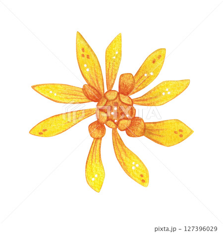 Bright yellow Schlumbergera flower. Watercolor hand drawn cartoon illustration. For scrapbooking, journaling, stickers, printing. Houseplant, garden, exotic, blossom Bright yellow Schlumbergera flower. Watercolor hand drawn cartoon illustration. For scrapbooking, journaling, stickers, printing. Houseplant, garden, exotic, blossom 127396029