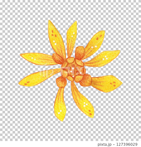 Bright yellow Schlumbergera flower. Watercolor hand drawn cartoon illustration. For scrapbooking, journaling, stickers, printing. Houseplant, garden, exotic, blossom Bright yellow Schlumbergera flower. Watercolor hand drawn cartoon illustration. For scrapbooking, journaling, stickers, printing. Houseplant, garden, exotic, blossom 127396029