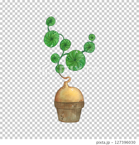 Plant with round leaves, in a flowerpot. Watercolor illustration, hand drawn, cartoon. For scrapbooking, journaling, stickers, printing Plant with round leaves, in a flowerpot. Watercolor illustration, hand drawn, cartoon. For scrapbooking, journaling, stickers, printing 127396030