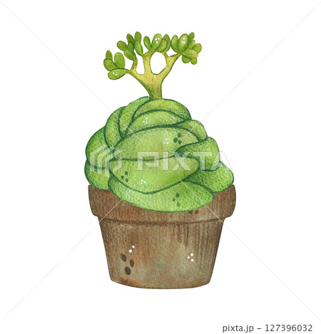 Green plant in pot, succulent. Watercolor illustration, hand drawn, cartoon. For scrapbooking, journaling, stickers, printing. Houseplant, garden, exotic Green plant in pot, succulent. Watercolor illustration, hand drawn, cartoon. For scrapbooking, journaling, stickers, printing. Houseplant, garden, exotic 127396032