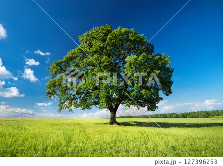 広い青空と木 広い青空と木 127396253