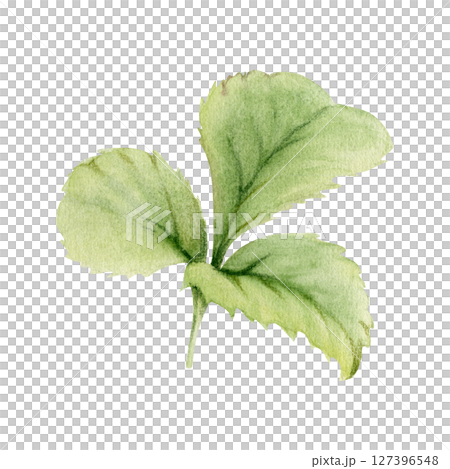 Green trefoil leaf. Flower bush tree hand drawn in watercolor, Strawberry damson wayfaring burnet parsley blackberry. Isolated botanical illustration. Wedding, florist shop, scrapbooking, cosmetics Green trefoil leaf. Flower bush tree hand drawn in watercolor, Strawberry damson wayfaring burnet parsley blackberry. Isolated botanical illustration. Wedding, florist shop, scrapbooking, cosmetics 127396548