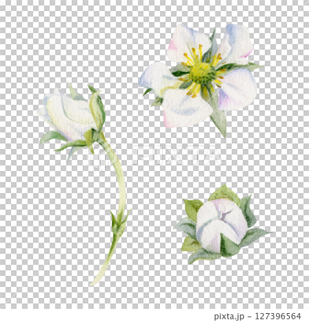 Early spring flower buds strawberry raspberry cherry sakura, hand drawn in watercolor anemone primrose daisy, tree bush berry plant. Single object isolated botanical illustration. Wedding florist shop 127396564