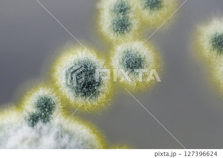 Colonies of Penicillium fungi on Sabouraud Dextrose Agar 127396624