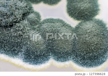 Colonies of Penicillium fungi on Sabouraud Dextrose Agar 127396628
