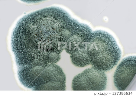 Colonies of Penicillium fungi on Sabouraud Dextrose Agar 127396634