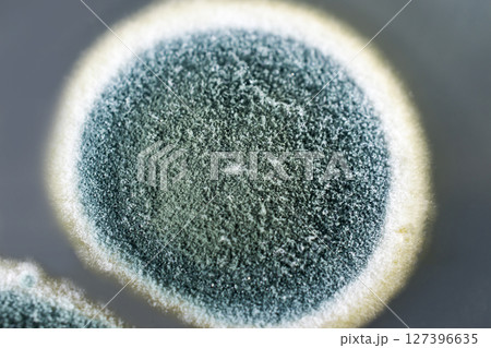 Colonies of Penicillium fungi on Sabouraud Dextrose Agar 127396635