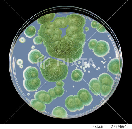 Colonies of Penicillium fungi on Sabouraud Dextrose Agar 127396642