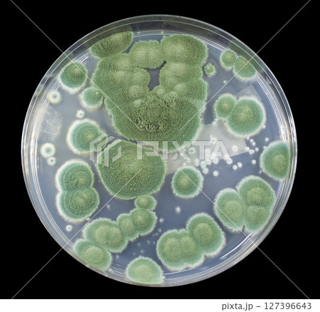 Colonies of Penicillium fungi on Sabouraud Dextrose Agar 127396643