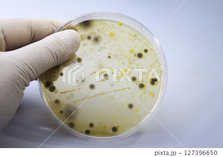 Colonies of different bacteria and mold fungi grown on Petri dish with nutrient agar Colonies of different bacteria and mold fungi grown on Petri dish with nutrient agar 127396650