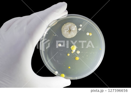 Colonies of different bacteria and molds 127396656