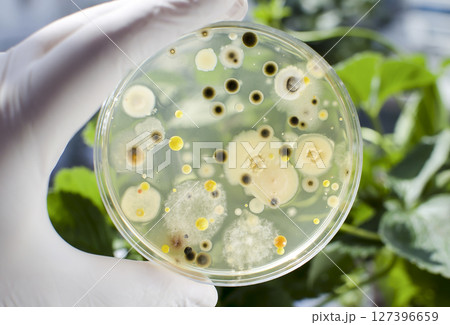 Colonies of different bacteria and molds 127396659