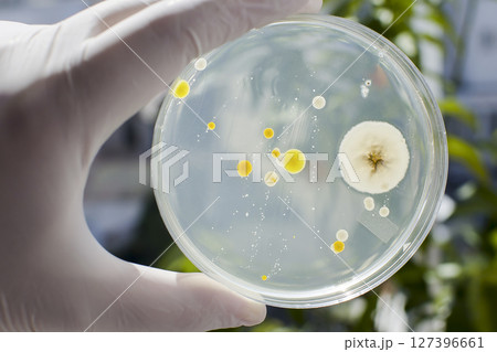 Colonies of different bacteria and molds 127396661