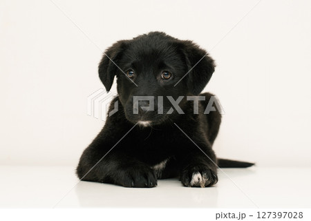 Black Puppy On White Background Black Puppy On White Background 127397028