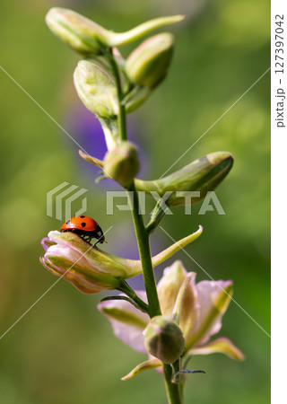 Ladybug on the branches of the flower Speronella Delphinium. Animals, insects. 127397042