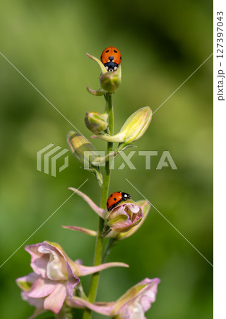 Ladybugs on the branches of the flower Speronella Delphinium. Animals, insects. 127397043