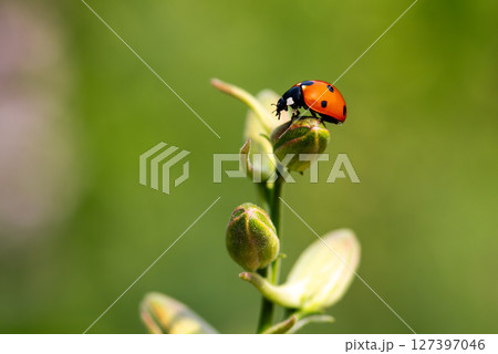 Ladybug on the branches of the flower Speronella Delphinium. Animals, insects. 127397046