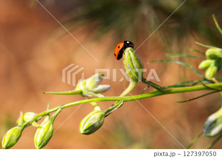 Ladybug on the branches of the flower Speronella Delphinium. Animals, insects. Ladybug on the branches of the flower Speronella Delphinium. Animals, insects. 127397050