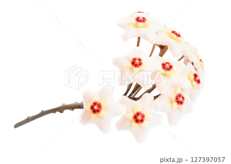 White flowers Hoya Carnosa White flowers Hoya Carnosa 127397057