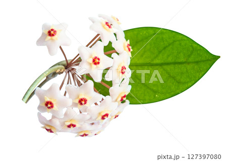 White flowers Hoya Carnosa 127397080