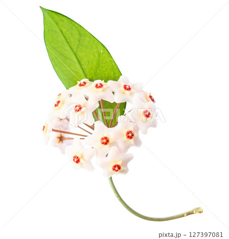 White flowers Hoya Carnosa 127397081