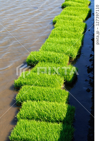 苗 水田 稲 127397110