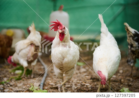 Free-Range Chickens Outdoors in a Farmyard Environment with Green Background Free-Range Chickens Outdoors in a Farmyard Environment with Green Background 127397205