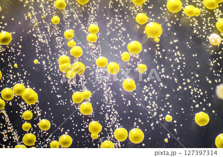Bacteria grown from skin smear, colonies of Micrococcus luteus and Staphylococcus epidermidis 127397314