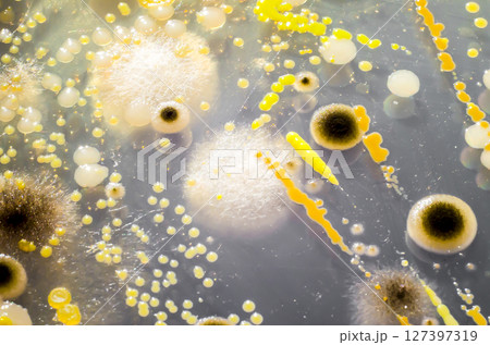 Colonies of different bacteria and mold fungi grown on Petri dish with Tryptic soy agar 127397319