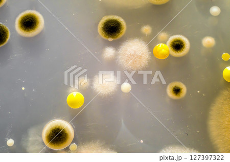 Colonies of different bacteria and mold fungi grown on Petri dish with Tryptic soy agar 127397322