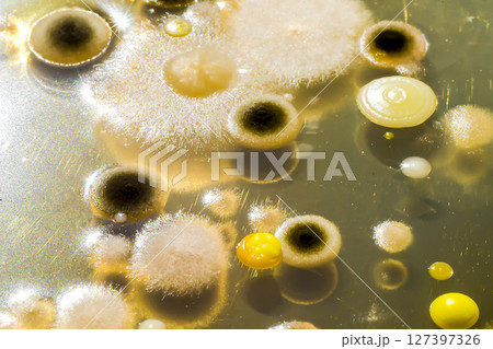 Colonies of different bacteria and mold fungi 127397326