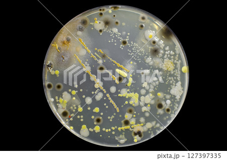 Colonies of different bacteria and molds Colonies of different bacteria and molds 127397335