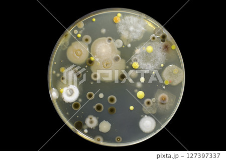 Colonies of different bacteria and molds Colonies of different bacteria and molds 127397337