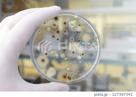 Colonies of different bacteria and mold fungi grown on Petri dish with nutrient agar Colonies of different bacteria and mold fungi grown on Petri dish with nutrient agar 127397341