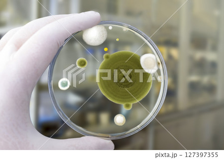 Colonies of different mold fungi grown from indoor air Colonies of different mold fungi grown from indoor air 127397355