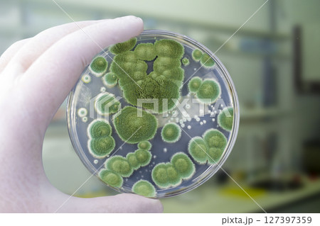 Colonies of different mold fungi grown from indoor air 127397359