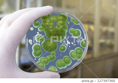 Colonies of different mold fungi grown from indoor air 127397360