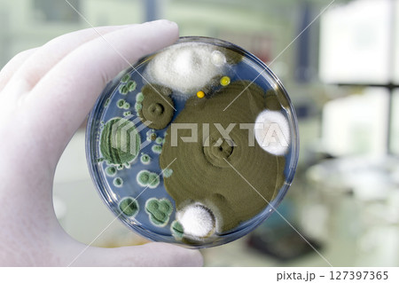 Colonies of different mold fungi grown from indoor air 127397365