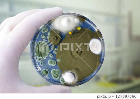 Colonies of different mold fungi grown from indoor air 127397366