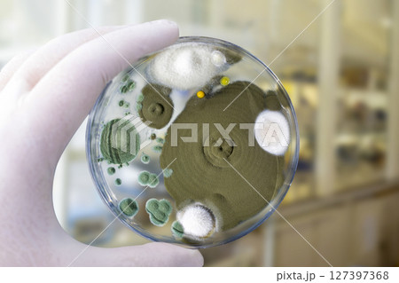 Colonies of different mold fungi grown from indoor air 127397368