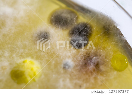 Colonies of different bacteria and molds Colonies of different bacteria and molds 127397377